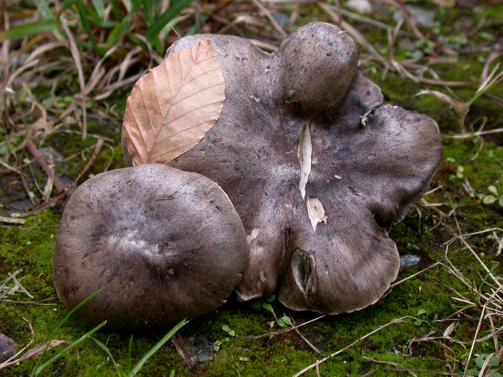 Tricholoma ... sotto Fagus